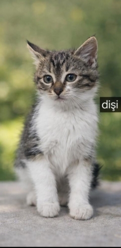 Acil yuva aranıyor fotoğraf