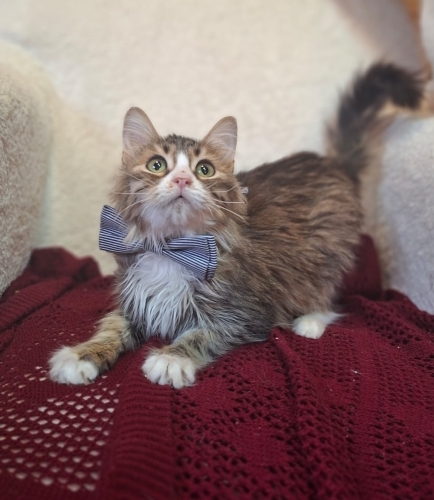 Karbon 3 aylık dişi fotoğraf