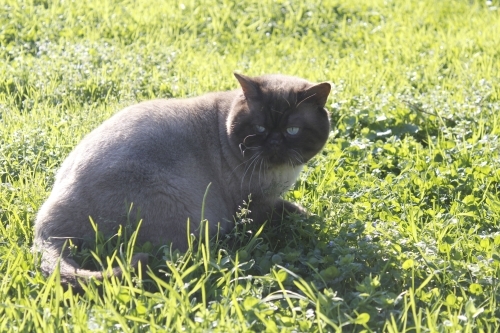 Acil yuva arayan, insanlara çok alışık sevecen kedi İstanbul fotoğraf