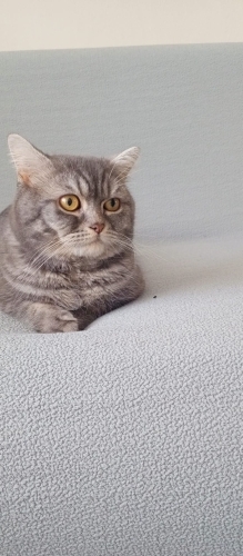 Acil sahiplendirme yeni yuvasını bekliyor fotoğraf