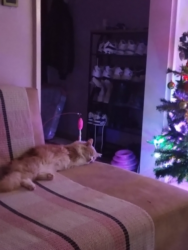 Sokakta bulunan yavruya kalıcı yuva kurmak istiyorum fotoğraf