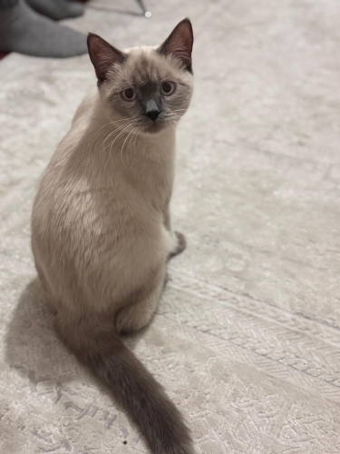 ucretsiz sahiplendirilecektir fotoğraf