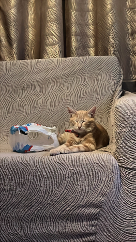 Sokakta bulduğum kediye acil yuva fotoğraf