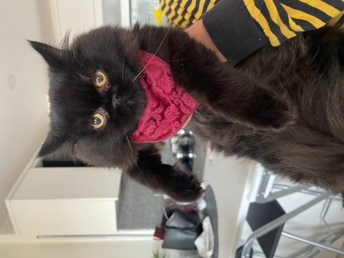 Ücretsiz british longhair 💗 fotoğraf