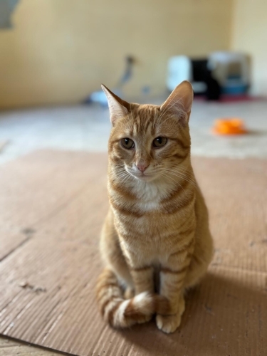 Nadir bulunan dişi, kısır sarman fotoğraf