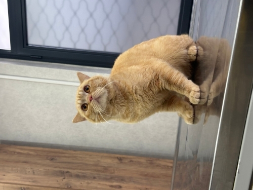 YAKIŞIKLI KISIR OĞLUMUZA YUVA ARIYORUZ fotoğraf