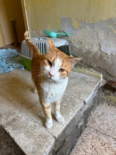 Kısır , sevgi dolu bir oğlan fotoğraf