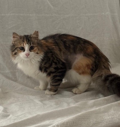 Milaya yuva arıyoruz. fotoğraf