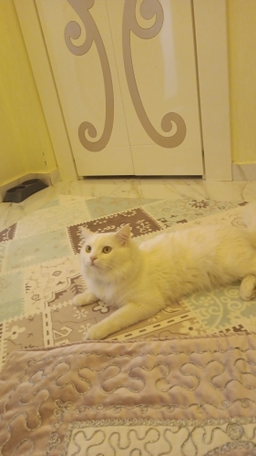 Kendime yuva arıyorum fotoğraf