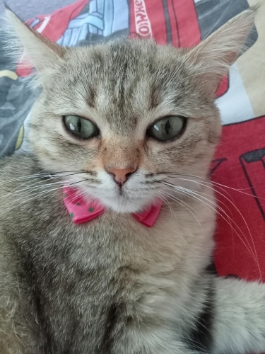 Sokaktan bulunan cins patili dostumuza yuva fotoğraf