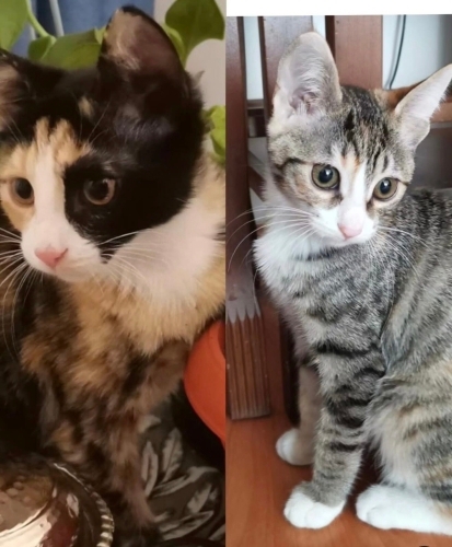 Bebeklere yuva aranıyor fotoğraf