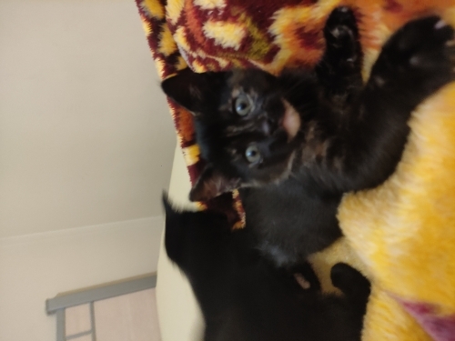 Masum yavru kedicik fotoğraf