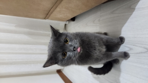 Kedi sahiplendirme fotoğraf