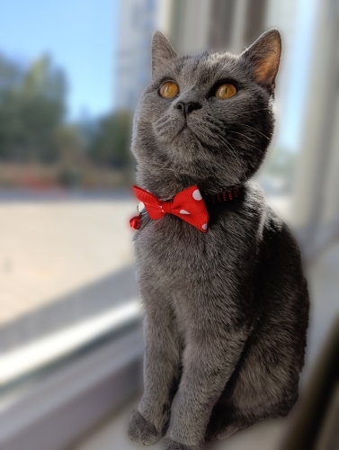 Miyoşum aile ye ihtiyacı var fotoğraf