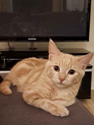 En Sosyal ve Uyumlu Turuncu (acil sahiplendirme) fotoğraf