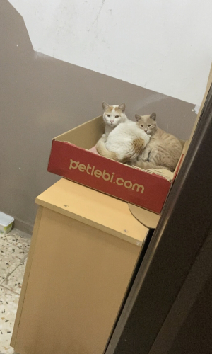 İkisi ayrılmıyor çok güzeller fotoğraf