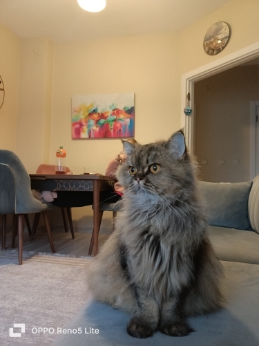 Boncuğa ömürlük yuva fotoğraf