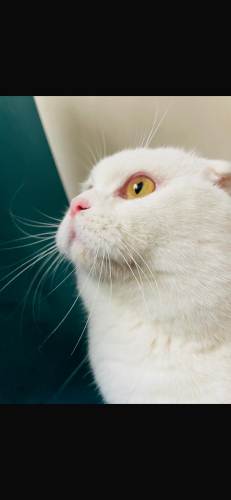 Oyuncu kendi halinde uysal bir kedi . fotoğraf