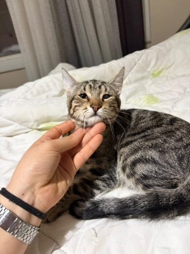 Japon Kız Yuva Arıyor fotoğraf