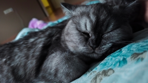 Ares ve Merlin'e yuva fotoğraf