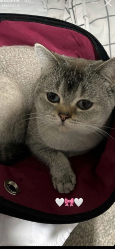 Tontaya Acil guzel bir yuva ariyoruz fotoğraf