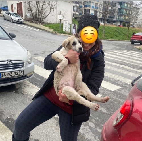 Acil yuva aranıyor fotoğraf