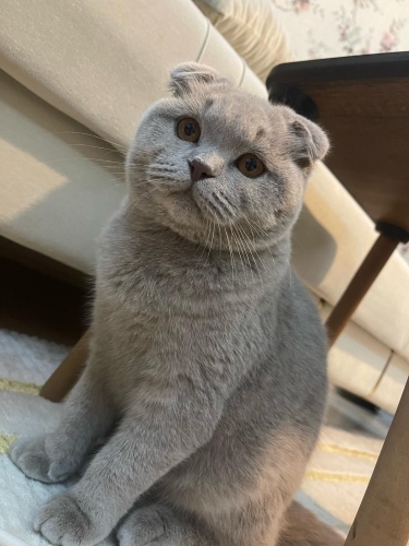 Sevimli ve sevecen fotoğraf