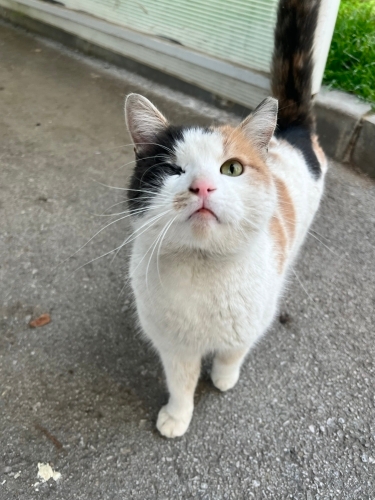 TEK GÖZLÜ KÖROZ ❤️ fotoğraf