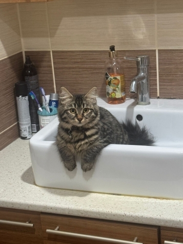 Uzun tüylü KISIR çok uysal Millie fotoğraf