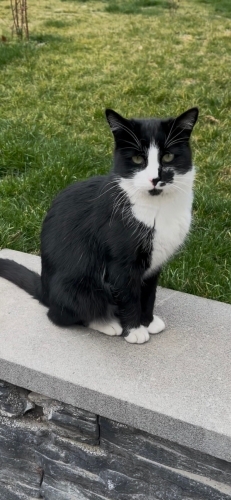 ÇARŞI HALA YUVASIZ 🥺 fotoğraf