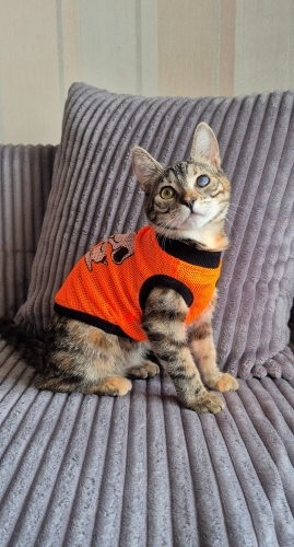 ‼️TEKİR DİYE Mİ BİR GÖZÜ ENGELLİ DİYE Mİ KİMSE İSTEMEDİ BU MASUMU‼️ fotoğraf