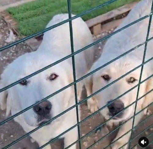 Goldenlar birlikte yuva arıyor fotoğraf