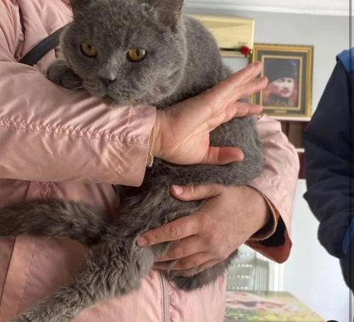 Yakışıkı yuva arıyor fotoğraf