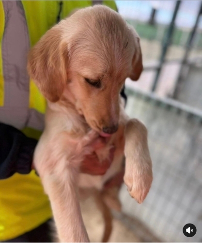 Prenses yuva arıyor fotoğraf