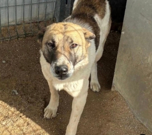 Prens yuva arıyor fotoğraf