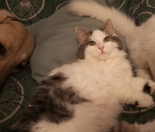 CHİNCHİLLA MELEZİ YAKIŞIKLI FIRFIR‼️ fotoğraf