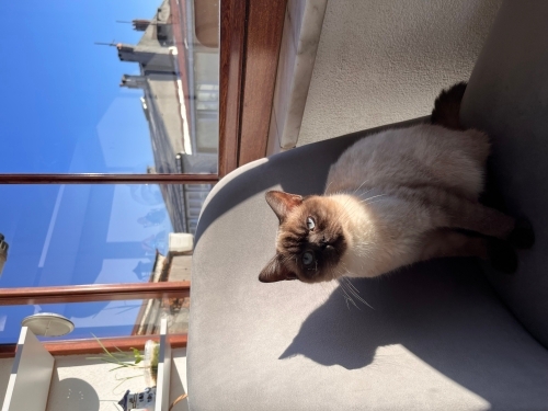 Sevecen canayakın bebek bir kedi fotoğraf