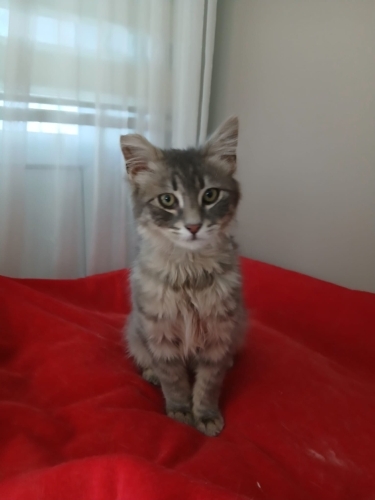 Acil yuva arıyoruz 🐾‼️ fotoğraf