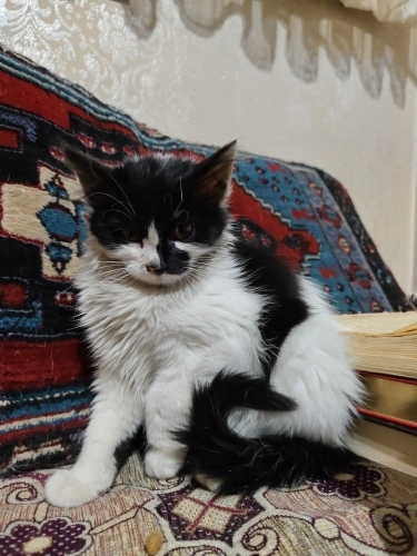 SEVİMLİ VE UYSAL KIZIMIZ YUVASINI ARIYOR fotoğraf