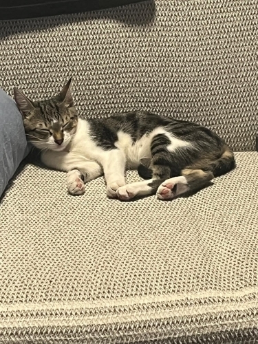 Mia beş aylık acill yuva arıyor fotoğraf