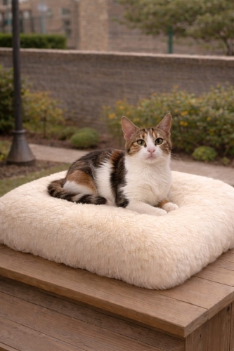 Çok şeker bir kedi. fotoğraf