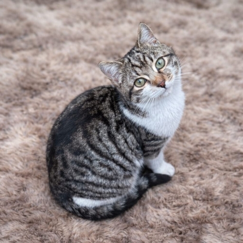 Tombik bir kedi fotoğraf