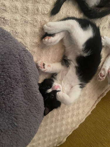 2 aylık dişi kum eğitimli yavru fotoğraf