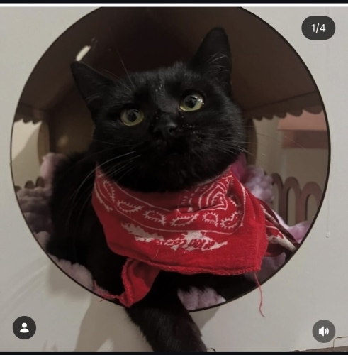 Siyah İnci'me Ömürlük Yuva...🏡 fotoğraf