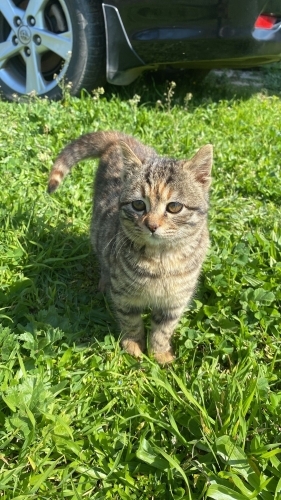 Oyuncu kırma tekir kedi fotoğraf