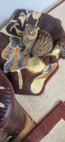 Yuva arıyoruz Uysal fotoğraf