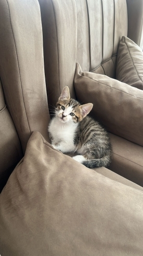 2 aylik erkek yuva ariyor fotoğraf