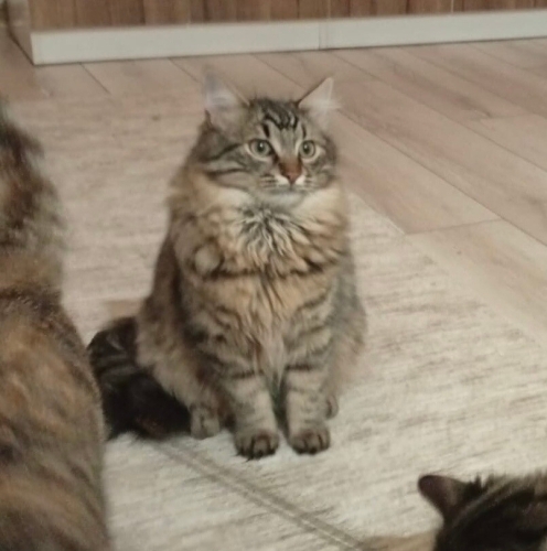 Pufudik bu çocuğu kim almak ister fotoğraf