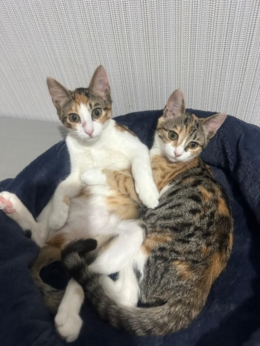 Calico Kardeşler - çok acil yuva fotoğraf