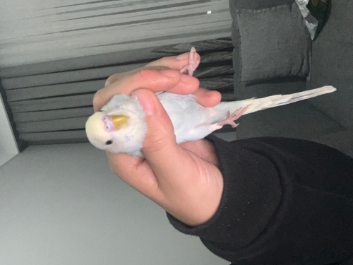 Yavru muhabbet kuşu fotoğraf